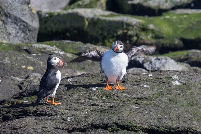 Reykjavik Shore Excursion: Puffin Sightseeing Cruise - The guide makes the short cruise worthwhile