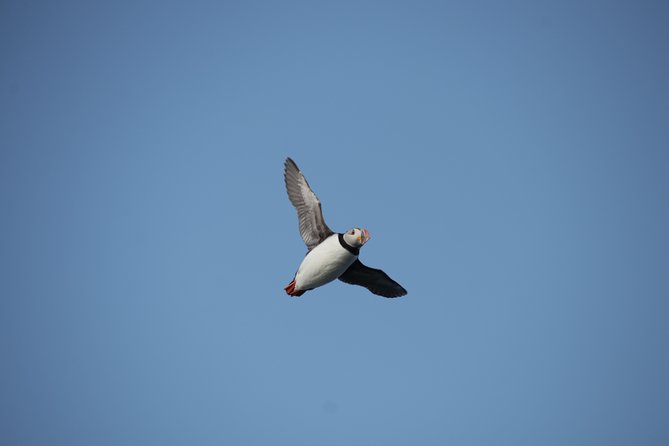 Reykjavik Shore Excursion: Puffin Sightseeing Cruise - Timing, season, and weather can change the experience