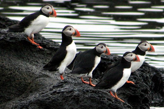 Reykjavik Shore Excursion: Puffin Sightseeing Cruise - Comfort and practical details on the boat