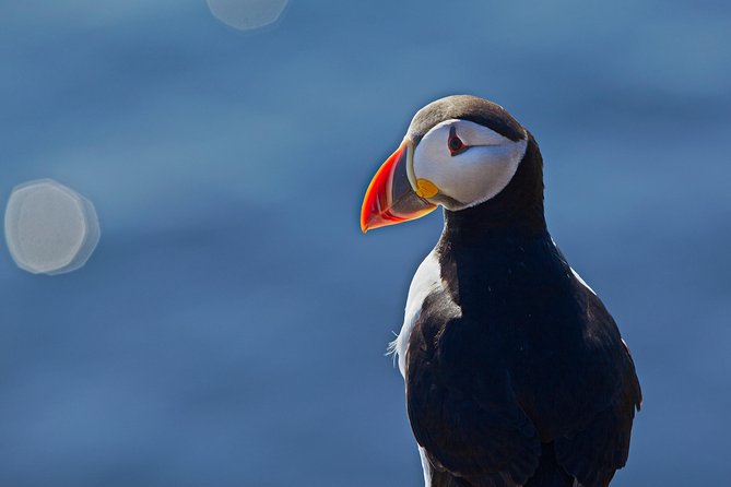 Reykjavik Shore Excursion: Puffin Sightseeing Cruise - Is the $63.51 price fair?