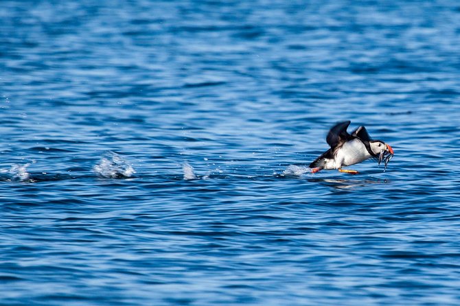 Reykjavik Shore Excursion: Puffin Sightseeing Cruise - Getting the most from your hour
