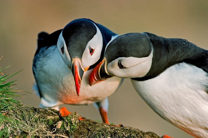 Reykjavik Shore Excursion: Puffin Sightseeing Cruise - What you see around Akurey Island