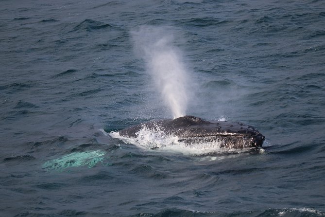 Reykjavik Shore Excursion: Whale-Watching Cruise - Key points to know before you sail