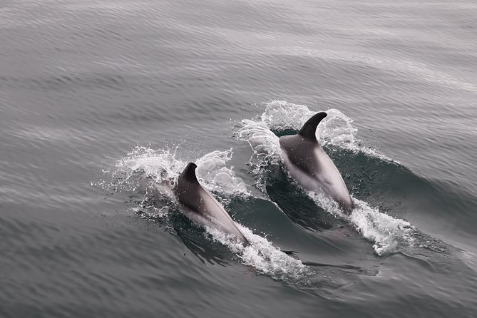 Reykjavik Shore Excursion: Whale-Watching Cruise - Sailing out from Skarfabakki Harbour