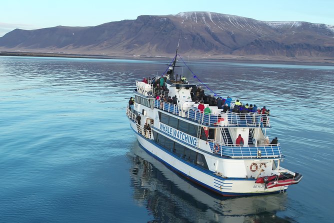 Reykjavik Shore Excursion: Whale-Watching Cruise - Staying warm on a cold, wet bay