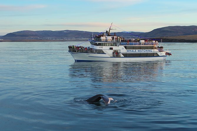 Reykjavik Shore Excursion: Whale-Watching Cruise - Weather can shape the whole experience