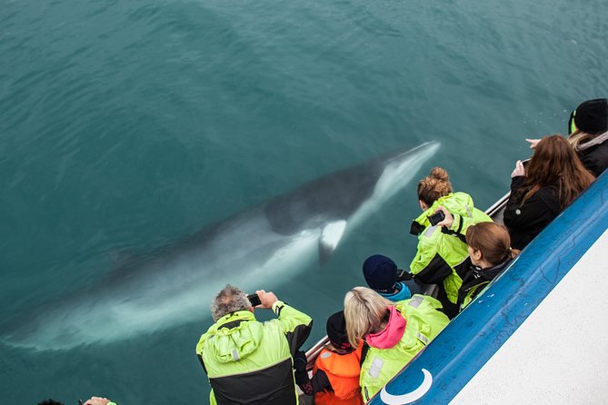 Reykjavik Shore Excursion: Whale-Watching Cruise - What you might see in Faxaflói Bay