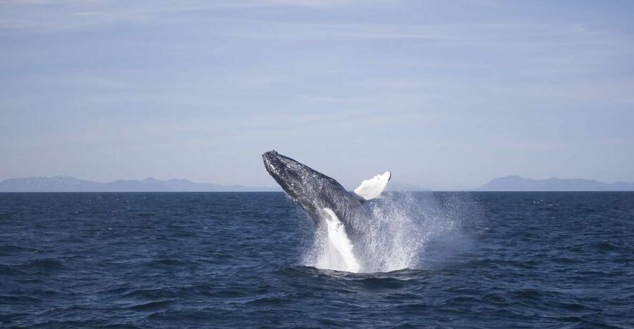 Reykjavik: the Original 3-Hour Whale Watching Tour - Key points to know before you sail