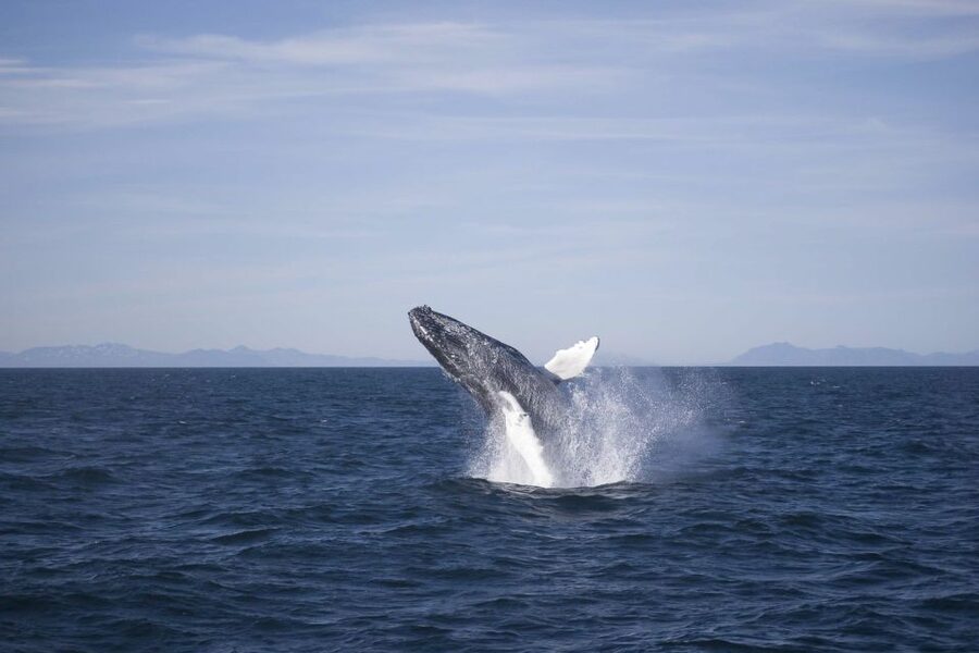 Reykjavik: the Original 3-Hour Whale Watching Tour - From Reykjavik’s Old Harbour into Faxaflói bay
