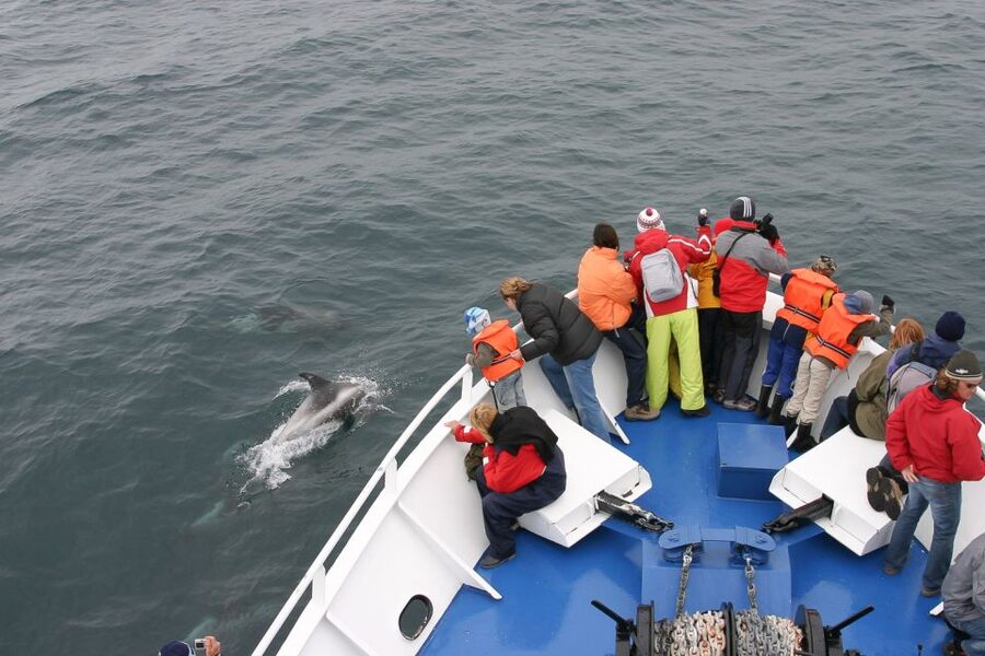 Reykjavik: the Original 3-Hour Whale Watching Tour - A marine biologist guide who keeps you involved