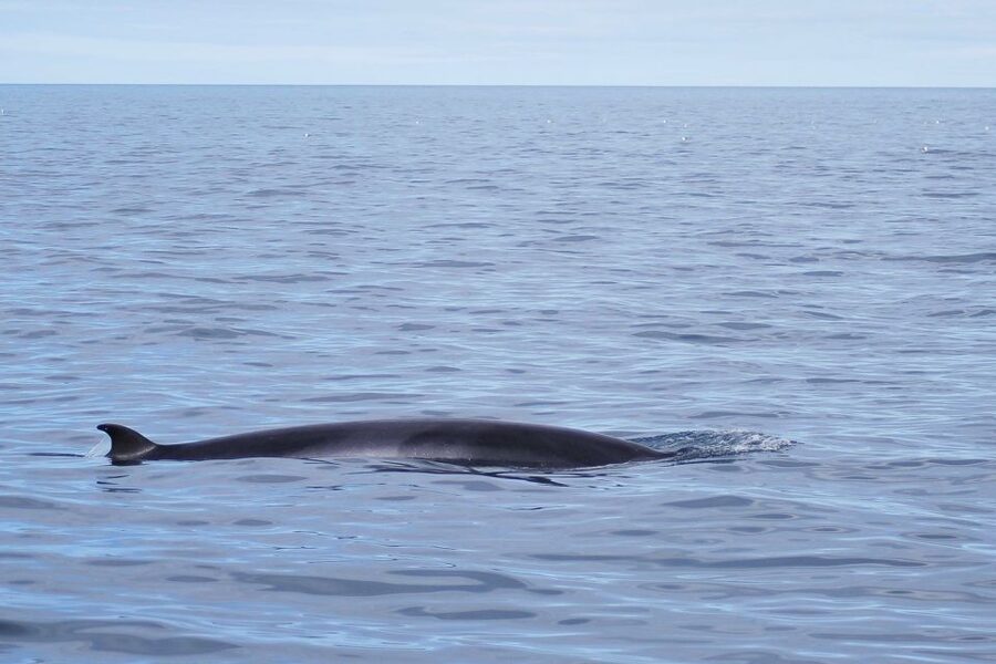 Reykjavik: the Original 3-Hour Whale Watching Tour - Responsible whale watching, with real limits