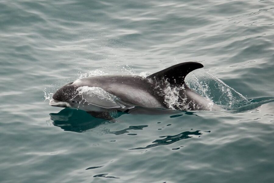 Reykjavik: the Original 3-Hour Whale Watching Tour - Staying warm for three hours on Icelandic water