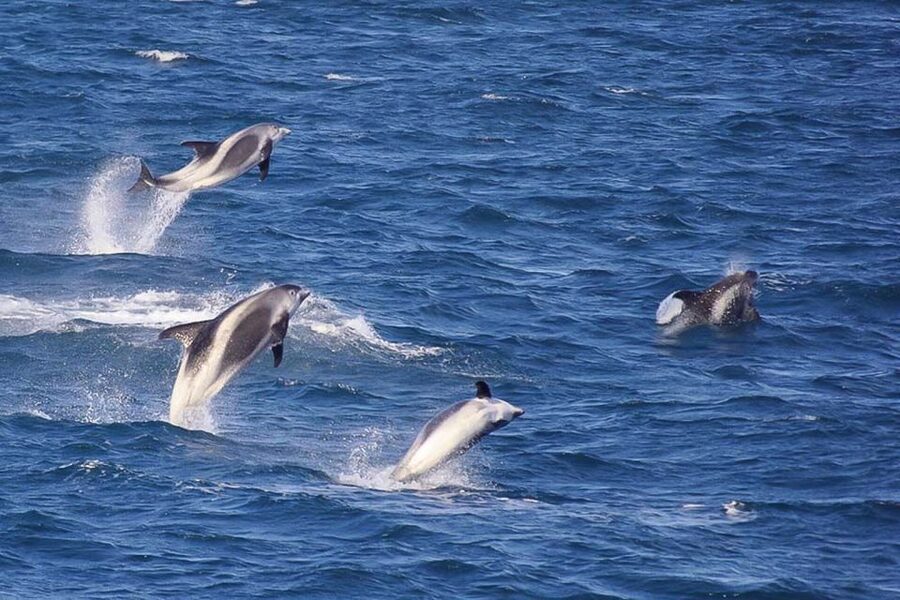 Reykjavik: the Original 3-Hour Whale Watching Tour - The sighting guarantee and the value of $108
