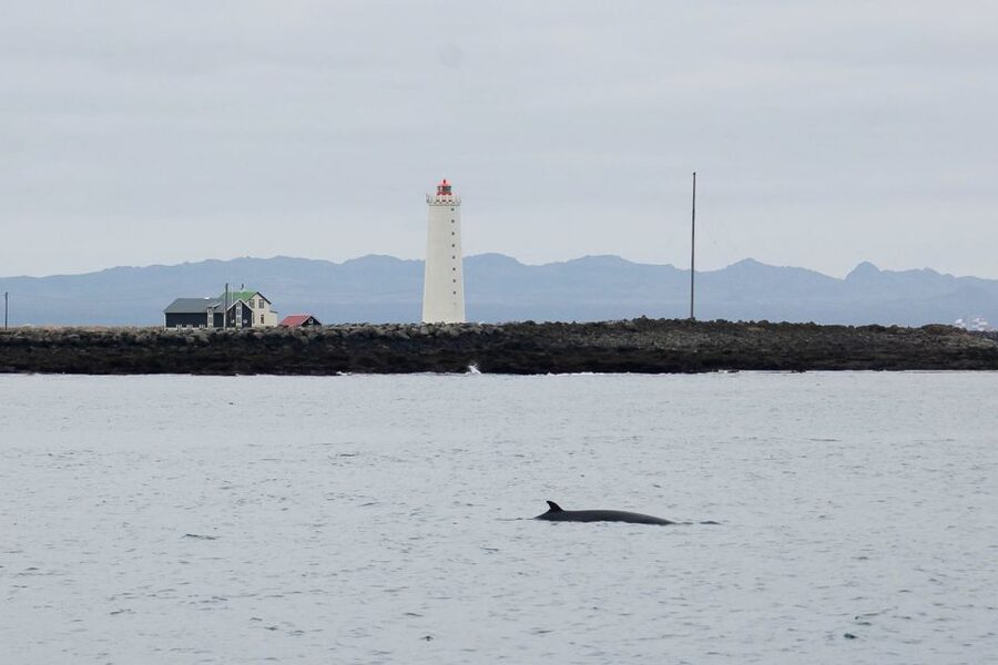Reykjavik: the Original 3-Hour Whale Watching Tour - Best viewing spots and smart timing