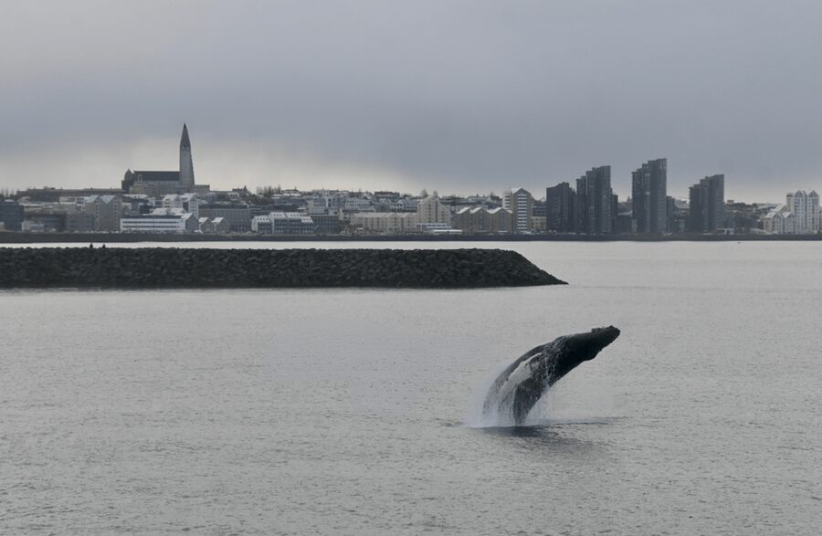 Reykjavik: the Original 3-Hour Whale Watching Tour - Who will enjoy this trip most