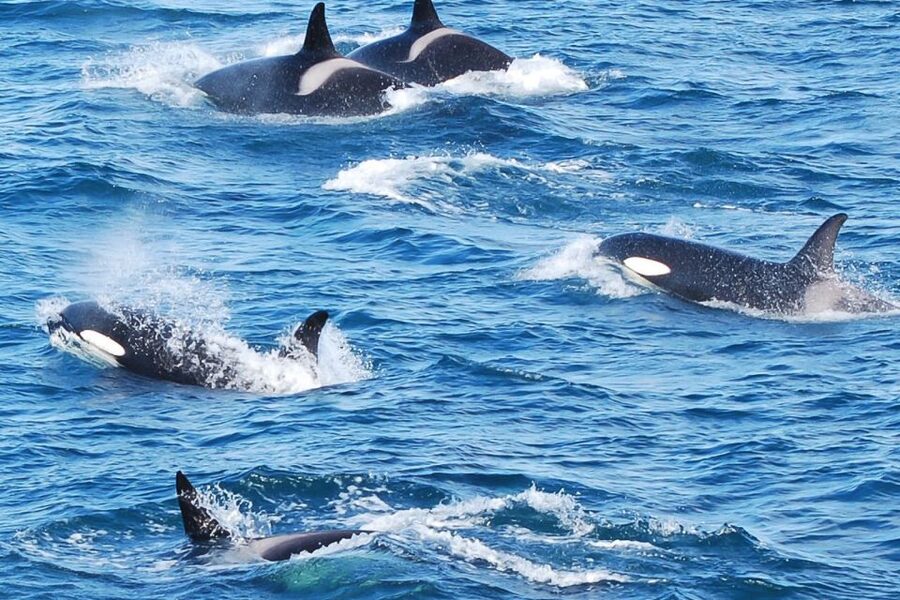 Reykjavik: the Original 3-Hour Whale Watching Tour - What you might see in the bay