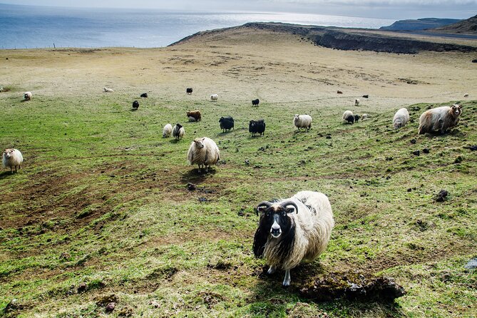 Reykjavik - Westman Islands (Bus transfer to Landeyjahöfn) - What You Pay for at $60