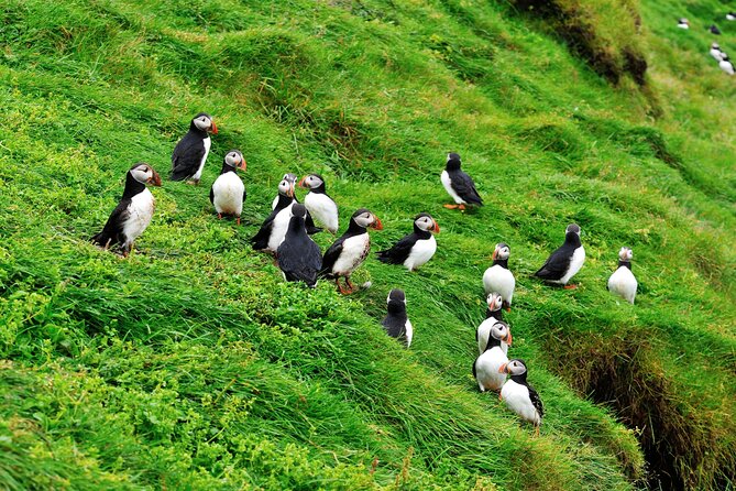 Reykjavik - Westman Islands (Bus transfer to Landeyjahöfn) - Timing, Weather, and Cancellation Details