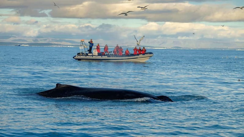 Reykjavik: Whale and Puffin Watching RIB Boat Tour - Key points to know before you book