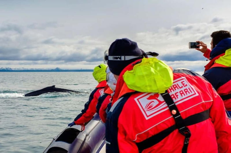 Reykjavik: Whale and Puffin Watching RIB Boat Tour - Leaving Reykjavik’s Old Harbour by RIB