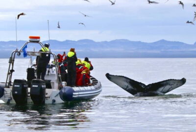 Whale and Puffin Watching RIB Boat Tour