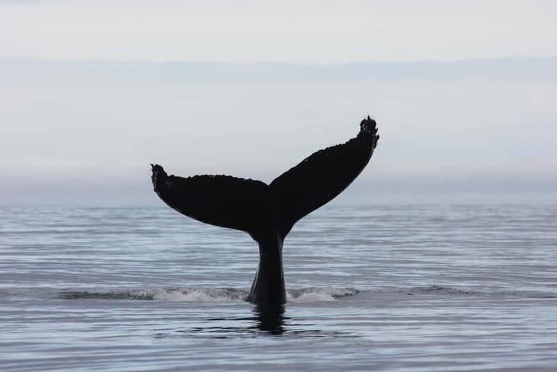Reykjavik: Whale and Puffin Watching RIB Boat Tour - The ride itself: thrilling, cold, and not for everyone
