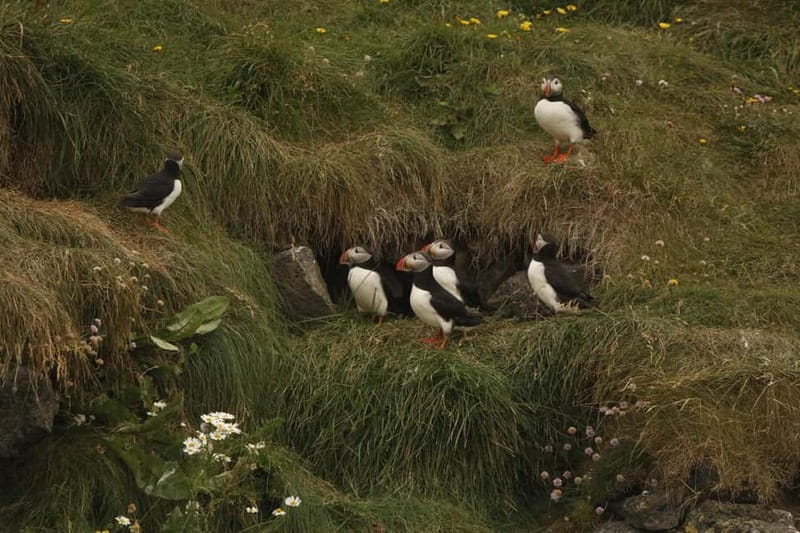 Reykjavik: Whale and Puffin Watching RIB Boat Tour - Who will enjoy this tour most?