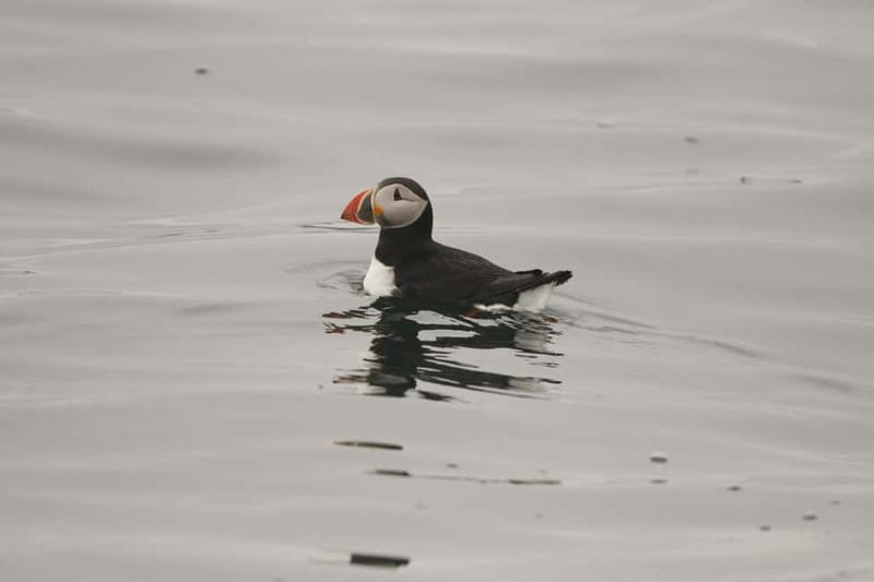 Reykjavik: Whale and Puffin Watching RIB Boat Tour - Final verdict: book it for the boat and the wildlife
