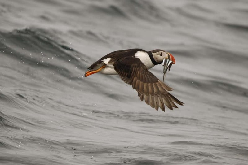 Reykjavik: Whale and Puffin Watching RIB Boat Tour - FAQ