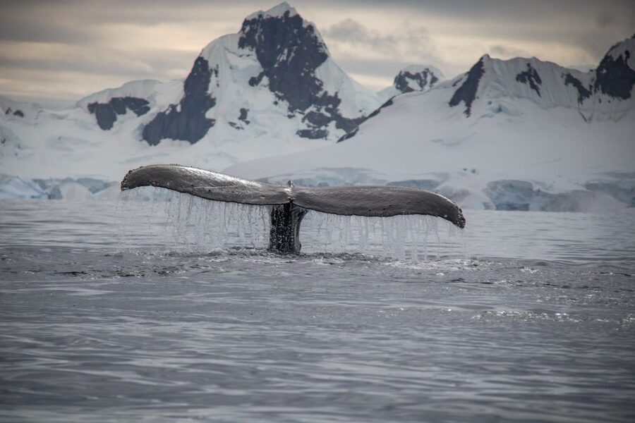 Reykjavik: Whale & Marine Adventure Tour - Should you book the Reykjavík marine adventure?