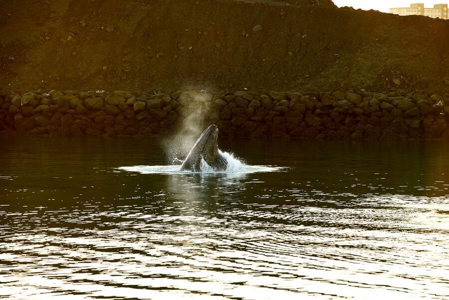 Reykjavik: Whale & Marine Adventure Tour - Watching for humpbacks, minkes, and dolphins