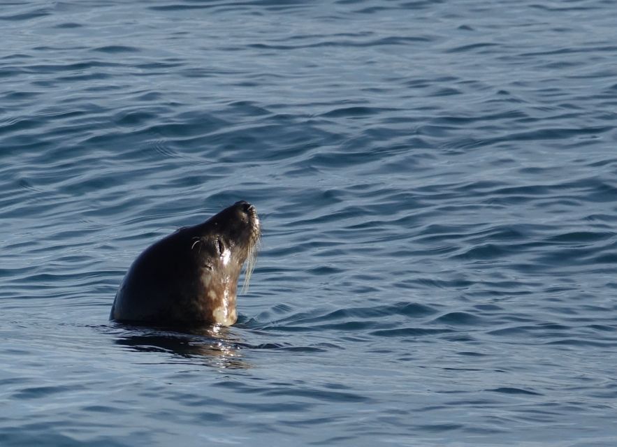 Reykjavik: Whale & Marine Adventure Tour - What the $104 price really buys you