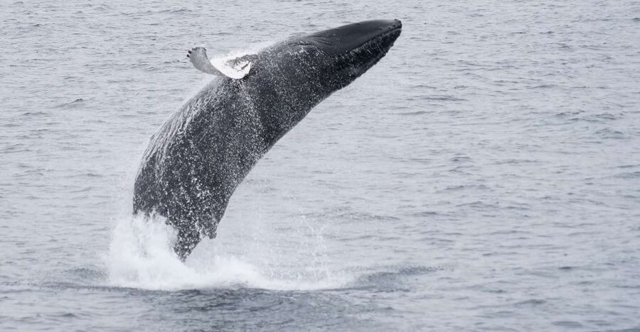 Reykjavik: Whale & Marine Adventure Tour - Smart ways to prepare for the departure
