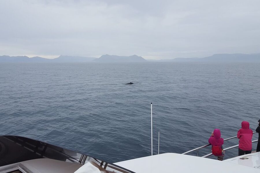 Reykjavik: Whale Watching and Dolphin Watching Yacht Cruise - My call: book it if wildlife matters more than certainty