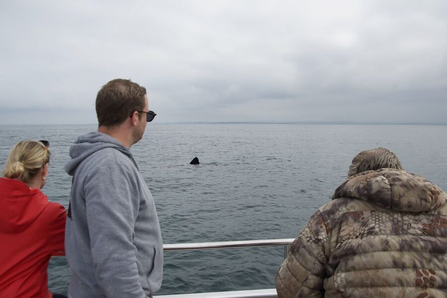 Reykjavik: Whale Watching and Dolphin Watching Yacht Cruise - Puffins and seabirds from mid-May to mid-August
