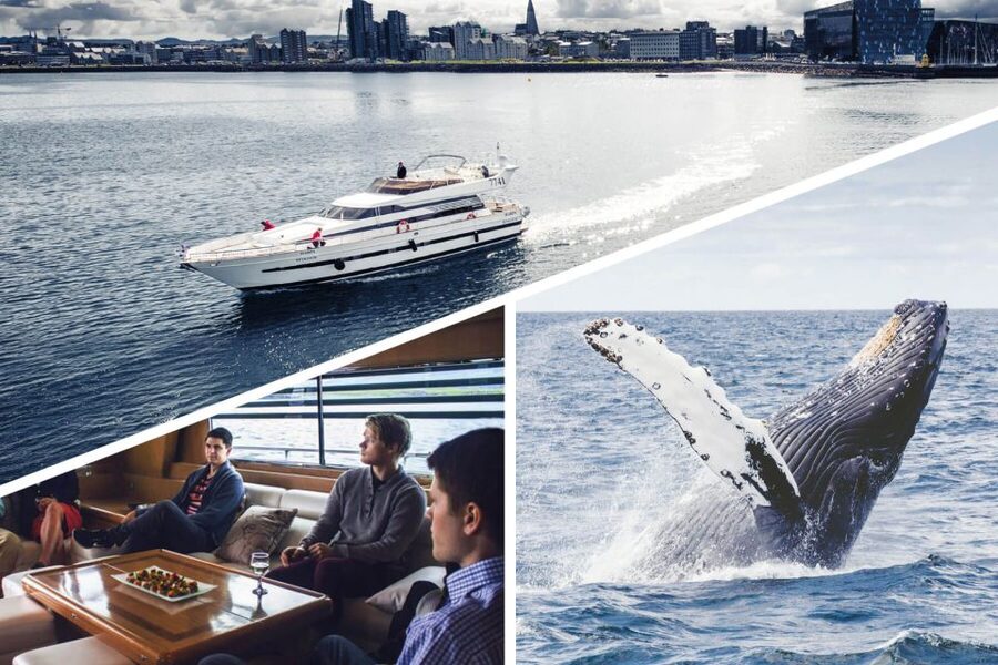 Reykjavik: Whale Watching and Dolphin Watching Yacht Cruise - What cold weather feels like on the water