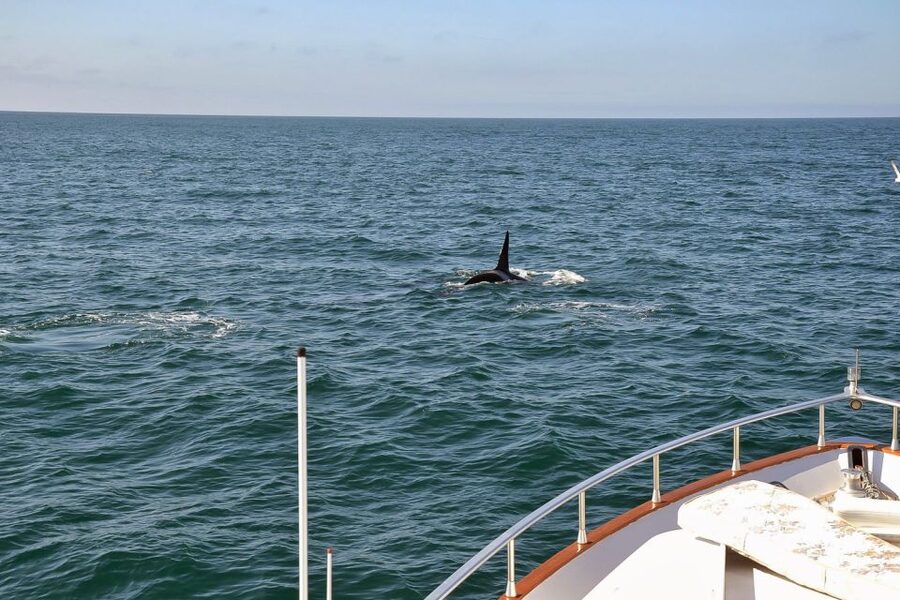 Reykjavik: Whale Watching and Dolphin Watching Yacht Cruise - Is $106 a fair price?