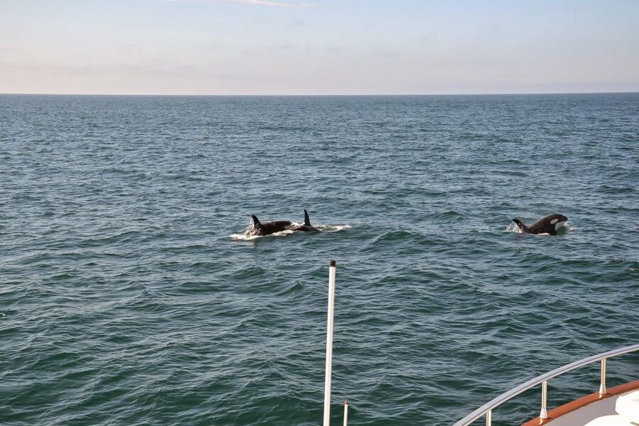 Reykjavik: Whale Watching and Dolphin Watching Yacht Cruise - Who will enjoy this cruise most?