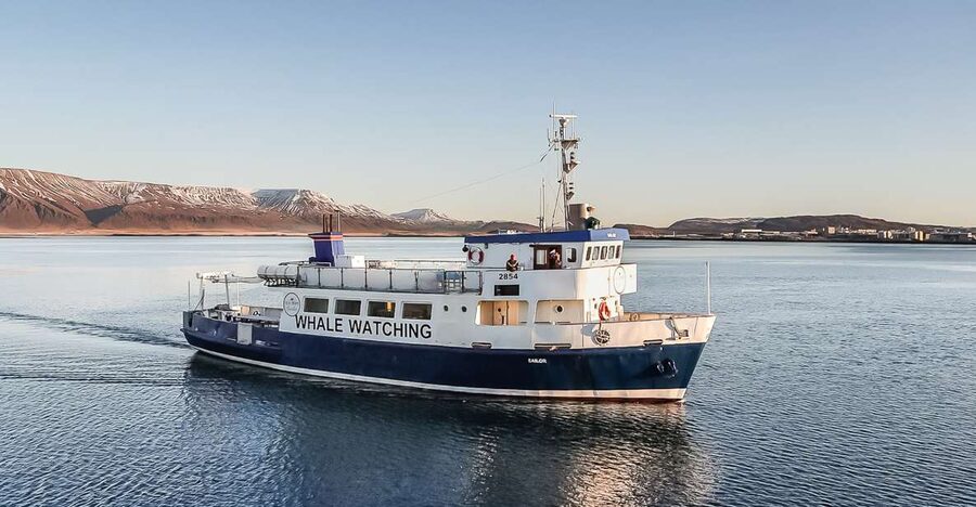 Reykjavík: Whale Watching and Marine Life Cruise - Key points to know before you sail