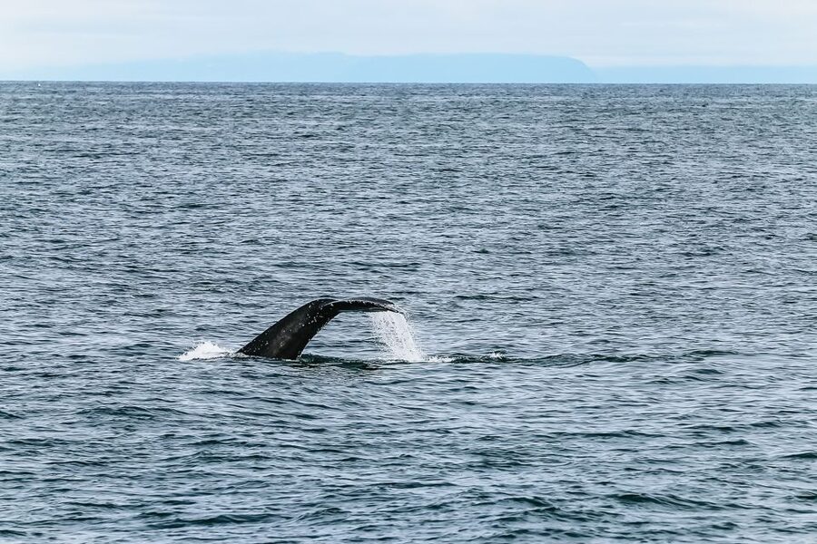Reykjavík: Whale Watching and Marine Life Cruise - Practical details that make the day easier