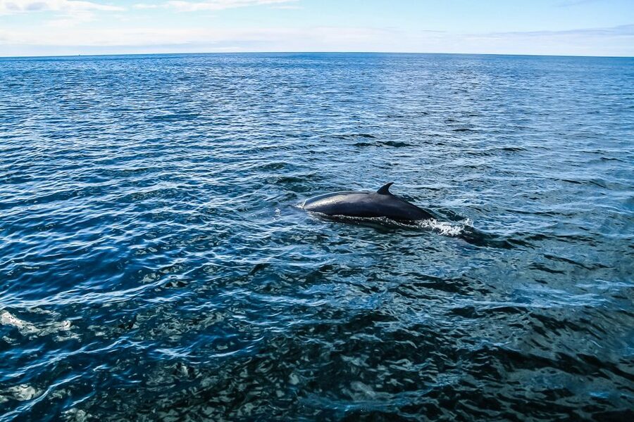Reykjavík: Whale Watching and Marine Life Cruise - Who will enjoy this cruise most?