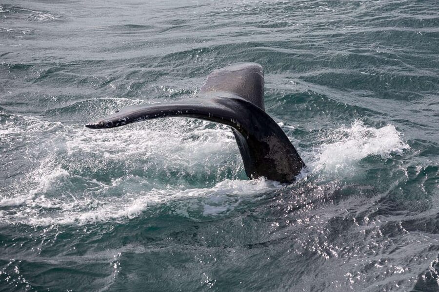 Reykjavik: Whale Watching and Puffin Excursion - Key points to know before you book