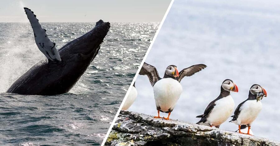 Reykjavik: Whale Watching and Puffin Excursion - Two Atlantic wildlife trips in one Reykjavik outing