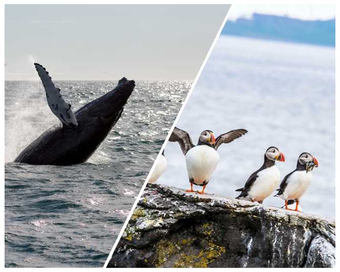 Reykjavik: Whale Watching and Puffin Excursion - What the whale-watching cruise is really like