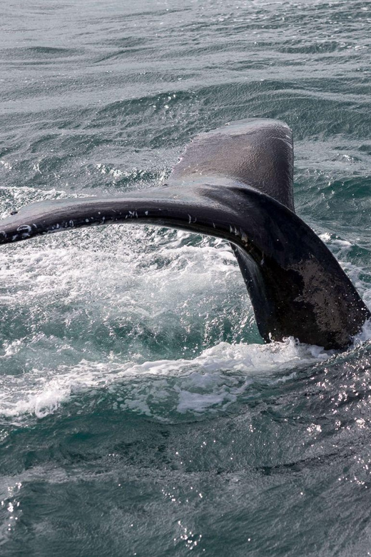 Reykjavik: Whale Watching and Puffin Excursion - Moving to the smaller puffin boat