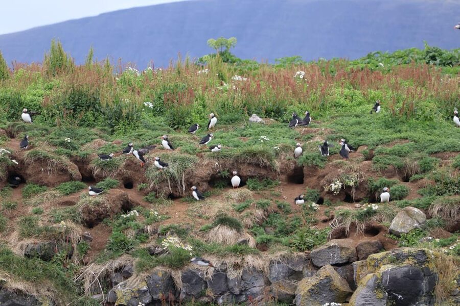 Reykjavik: Whale Watching and Puffin Excursion - Starting at Geirsgata 11 in the Old Harbour