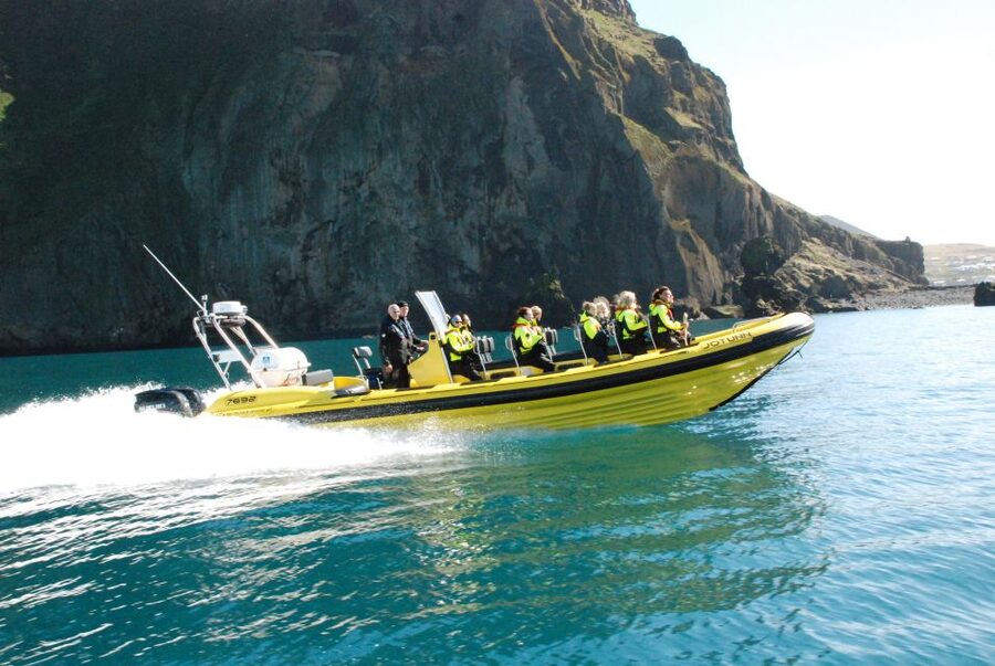 Reykjavik: Whale Watching by RIB Speedboat - What you might see in the bay