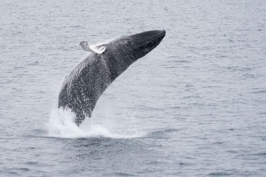 Reykjavik: Whale Watching by RIB Speedboat - Guides who add more than directions