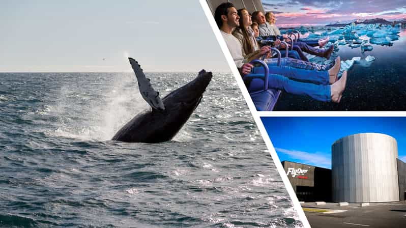 Reykjavík: Whale Watching Cruise and FlyOver Combo Ticket - Key points at a glance