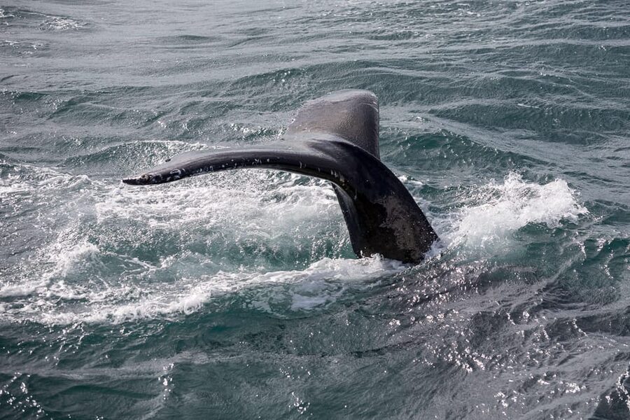 Reykjavík: Whale Watching Cruise and FlyOver Combo Ticket - Searching Reykjavík waters for whales